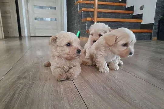Westiipoo Pudel toy, Małopolskie, Proszowice