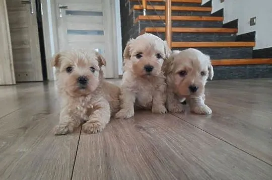 Westiipoo Pudel toy, Małopolskie, Proszowice