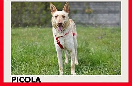 PICCOLA,średnia,delikatna,wrażlwa suczka do spokoj