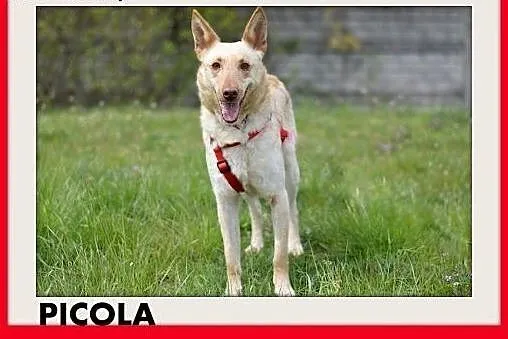 PICCOLA,średnia,delikatna,wrażlwa suczka do spokoj