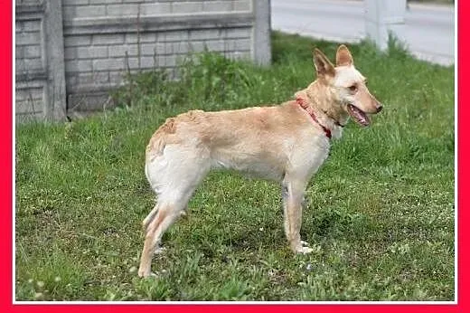 PICCOLA,średnia,delikatna,wrażlwa suczka do spokoj