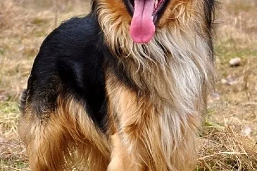 Dżeki - ciągle w biegu! :),  warmińsko-mazurskie O