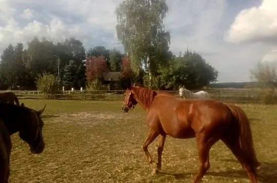 Klacz Pełnej Krwi Angielskiej, Świętokrzyskie, Piórków