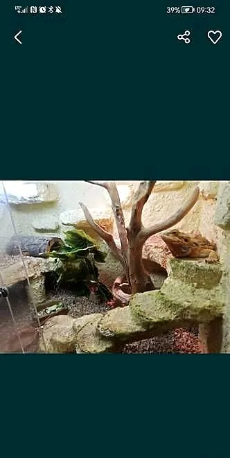 Agama brodata z terrarium, Lubelskie, Puławy