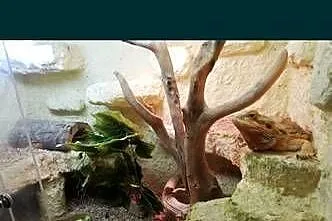 Agama brodata z terrarium, Lubelskie, Puławy