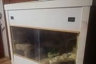 Agama brodata z terrarium, Lubelskie, Puławy