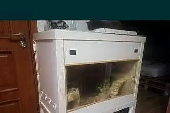 Agama brodata z terrarium, Lubelskie, Puławy