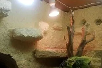 Agama brodata z terrarium, Lubelskie, Puławy
