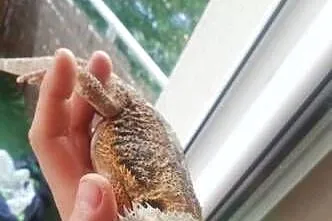 Agama brodata z terrarium, Lubelskie, Puławy