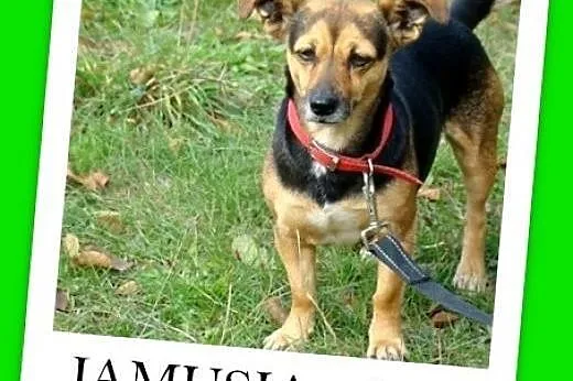 6 kg,łagodna,przyjazna,spokojna suczka JAMUSIA.Adopcja,  dolnośląskie Wrocław