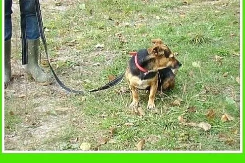6 kg,łagodna,przyjazna,spokojna suczka JAMUSIA.Ado