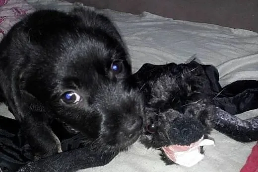 Szczeniak do adopcji,  małopolskie Tarnów