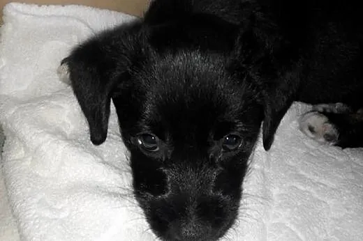 Szczeniak do adopcji,  małopolskie Tarnów