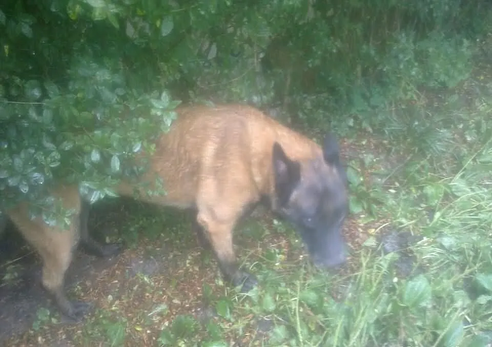 Malinois reproduktor