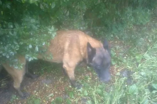 Malinois reproduktor
