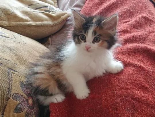 Kocięta Maine Coon  WhatsApp +447506188115   Kocięta Maine Coon