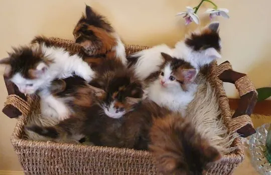 Kocięta Maine Coon  WhatsApp +447506188115   Kocięta Maine Coon, , leeds