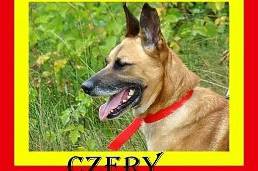 Grzeczny na spacerach,chodzi na smyczy,duży gładkowłosy pies CZERY,  małopolskie Kraków
