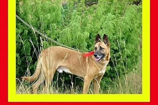 Grzeczny na spacerach,chodzi na smyczy,duży gładko
