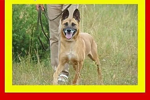 Grzeczny na spacerach,chodzi na smyczy,duży gładko