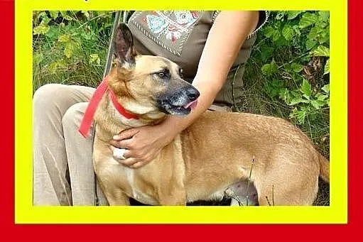 Grzeczny na spacerach,chodzi na smyczy,duży gładko