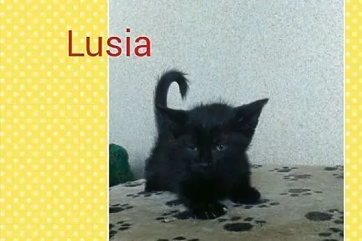 Lusia i Kajtek,  pomorskie Rumia