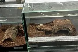 Terraria dla ptaszników