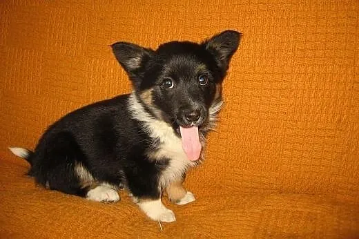SARA 3 miesieczna,po malenkiej mamie 3-4kg,adopcja!!,  dolnośląskie Wrocław