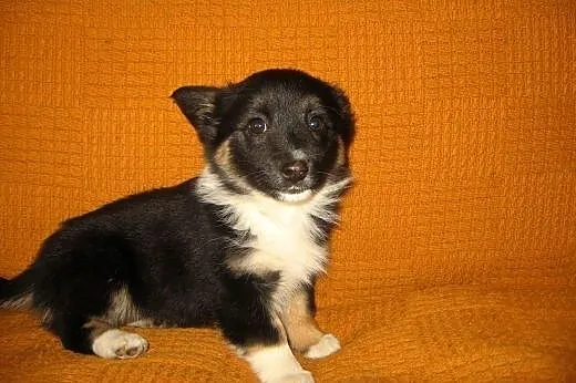 SARA 3 miesieczna,po malenkiej mamie 3-4kg,adopcja