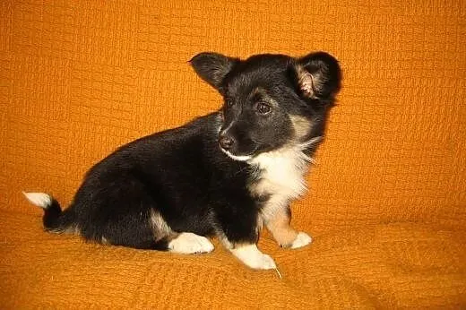 SARA 3 miesieczna,po malenkiej mamie 3-4kg,adopcja