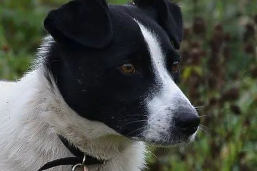 Pimpuś - śliczny biało - czarny młody pies czeka n