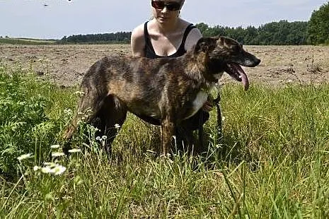 Piękna, oryginalnie umaszczona, średniej wielkości