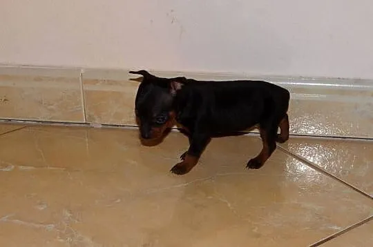 Ratlerki miniaturki pinczer, Mazowieckie, Wierzbica