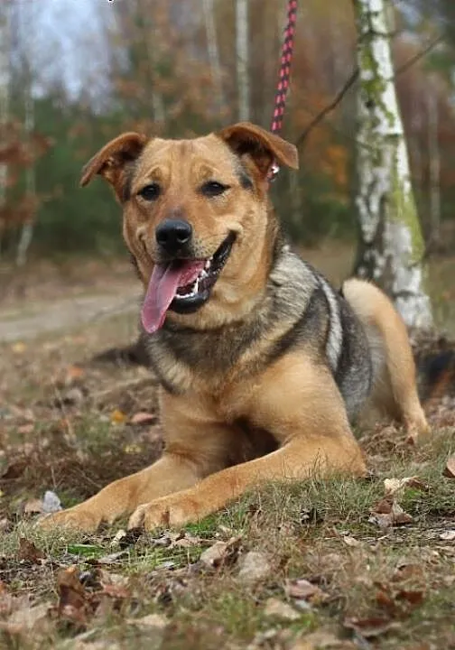 Nixa szuka aktywnego domu! , kujawsko-pomorskie B