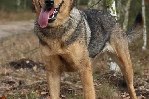 Nixa szuka aktywnego domu! ,  kujawsko-pomorskie B