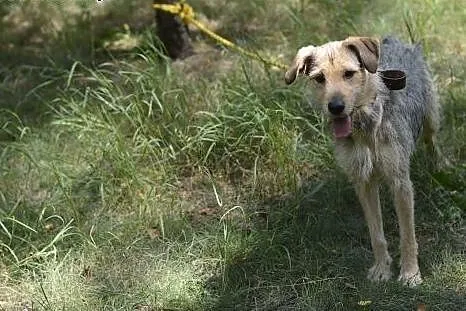 Uwielbiająca kontakt z człowiekiem, młodziutka Sis