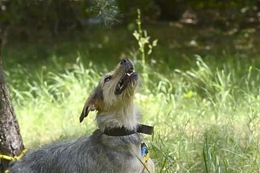 Uwielbiająca kontakt z człowiekiem, młodziutka Sis
