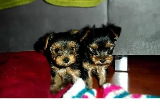 Szczeniaczki rasy YORKSHIRE TERRIER-odbiór przed 1