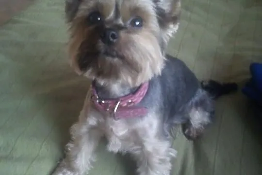 Szczeniaczki rasy YORKSHIRE TERRIER-odbiór przed 1