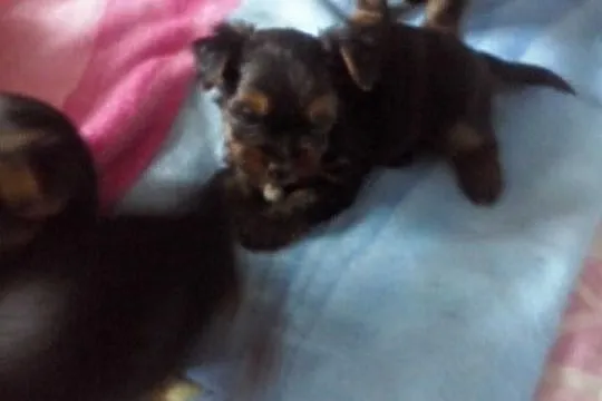 Szczeniaczki rasy YORKSHIRE TERRIER-odbiór przed 1