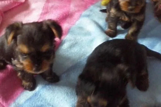 Szczeniaczki rasy YORKSHIRE TERRIER-odbiór przed 1