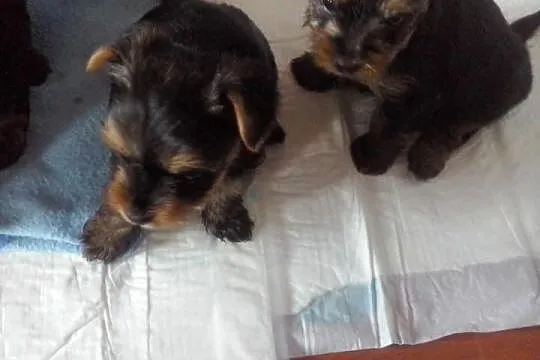 Szczeniaczki rasy YORKSHIRE TERRIER-odbiór przed 1