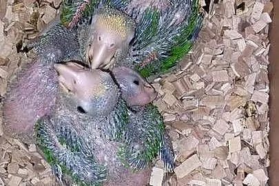 Amazonki oratrix pisklaki, Śląskie, Wodzisław Śląski