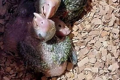 Amazonki oratrix pisklaki, Śląskie, Wodzisław Śląski