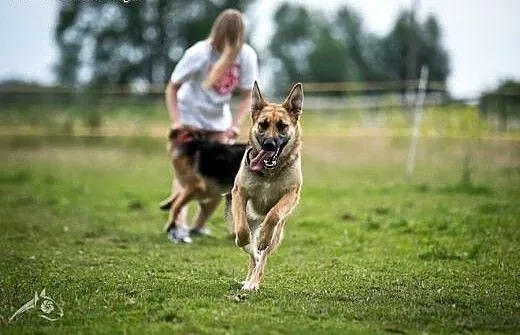 Pokochaj HENIE, daj jej dom! adoptuj!, mazowiecki