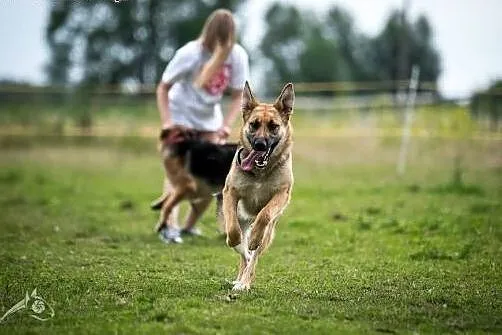 Pokochaj HENIE, daj jej dom! adoptuj!,  mazowiecki