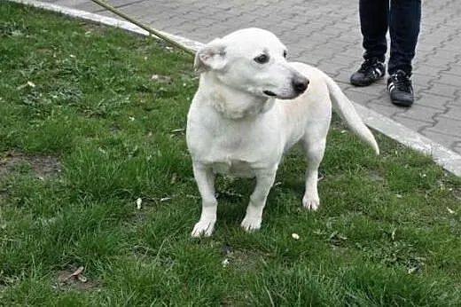Bobik - mały biały piesek w schronisku błaga o dom
