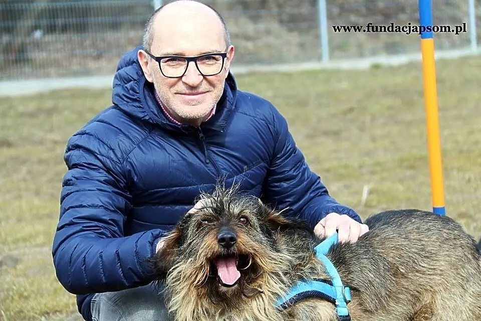 Spajki - pogodnego pieska do adopcji poleca Andrzej Krzywy, Mazowieckie, Nowy Dwór Mazowiecki