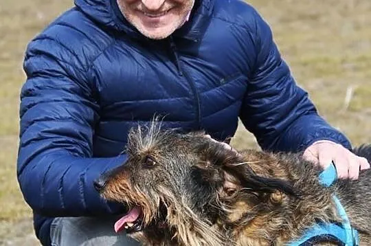 Spajki - pogodnego pieska do adopcji poleca Andrzej Krzywy, Mazowieckie, Nowy Dwór Mazowiecki