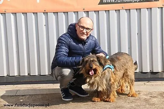 Spajki - pogodnego pieska do adopcji poleca Andrzej Krzywy, Mazowieckie, Nowy Dwór Mazowiecki
